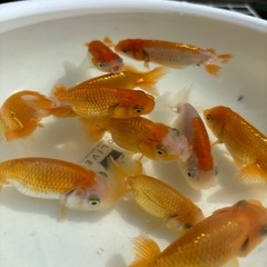 金魚 ★らんちゅう 当歳★ ☆11匹セット 800円☆ 6.5～9cmの画像