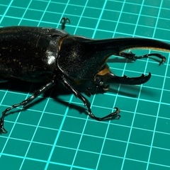 取引中　ヘラクレスオオカブト　ペアの画像