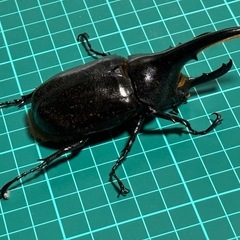 取引中　ヘラクレスオオカブト　ペアの画像