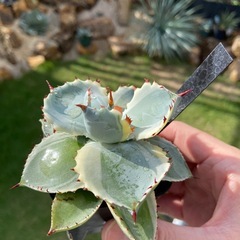 Agave isthmensis ‘kabutogani’ｱｶﾞﾍﾞｲｼｽﾒﾝｼｽ ‘兜蟹錦’ の画像