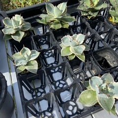 Agave isthmensis ‘kabutogani’ｱｶﾞﾍﾞｲｼｽﾒﾝｼｽ ‘兜蟹錦’ の画像