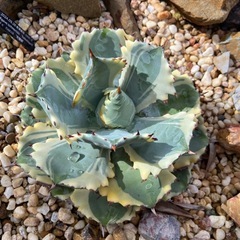 Agave isthmensis ‘kabutogani’ｱｶﾞﾍﾞｲｼｽﾒﾝｼｽ ‘兜蟹錦’ の画像