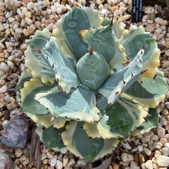 Agave isthmensis ‘kabutogani’ｱｶﾞﾍﾞｲｼｽﾒﾝｼｽ ‘兜蟹錦’ の画像