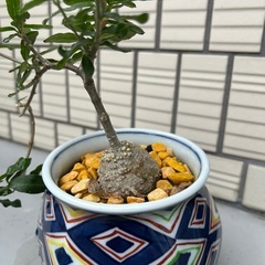 観葉植物の画像