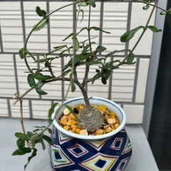 観葉植物の画像