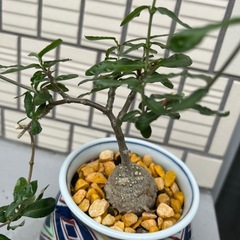 観葉植物の画像