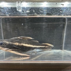 🐠ストライプトーキングキャット 全長±14.5㎝ 1,000円 No.02　ホワイトライントーキングキャット の画像