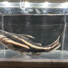 🐠ストライプトーキングキャット 全長±14.5㎝ 1,000円 No.02　ホワイトライントーキングキャット の画像