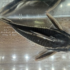 🐠ストライプトーキングキャット 全長±14.5㎝ 1,000円 No.02　ホワイトライントーキングキャット の画像