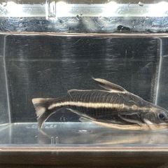 🐠ストライプトーキングキャット 全長±14.5㎝ 1,000円 No.02　ホワイトライントーキングキャット の画像