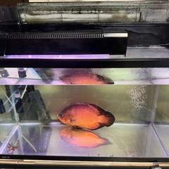 水槽生体台セットです。の画像