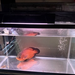 水槽生体台セットです。の画像