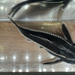 🐠ストライプトーキングキャット 全長±14.5㎝ 1,000円 No.03　ホワイトライントーキングキャット の画像