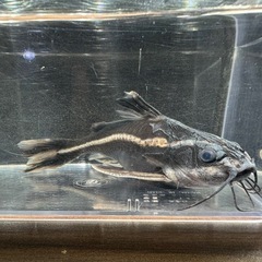 🐠ストライプトーキングキャット 全長±14.5㎝ 1,000円 No.03　ホワイトライントーキングキャット の画像