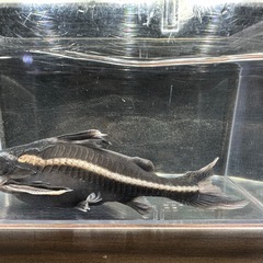 🐠ストライプトーキングキャット 全長±14.5㎝ 1,000円 No.03　ホワイトライントーキングキャット の画像