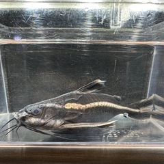 🐠ストライプトーキングキャット 全長±14.5㎝ 1,000円 No.03　ホワイトライントーキングキャット の画像