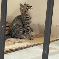 子猫いっぱいいます