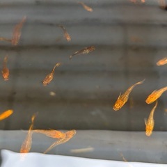 メダカ　20匹　優緋龍錦　来光　　 　の画像