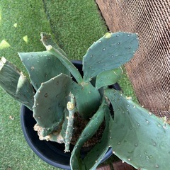 うちわサボテン
の画像