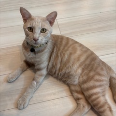 パステル茶トラの男の子