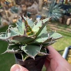 Agave titanota 'Super Caesar'ｱｶﾞﾍﾞ ﾁﾀﾉﾀ ‘ｽｰﾊﾟｰｼｰｻﾞｰ’ “凱撤”の画像