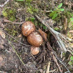 穂別産松茸10月4日採れの画像