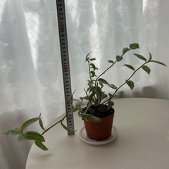観葉植物　トラディスカンティア　ラベンダー　①　の画像