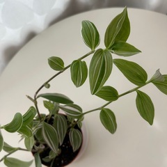 観葉植物　トラディスカンティア　ラベンダー　①　の画像