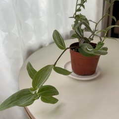 観葉植物　トラディスカンティア　ラベンダー　①　の画像