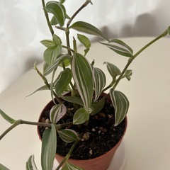 観葉植物　トラディスカンティア　ラベンダー　①　の画像