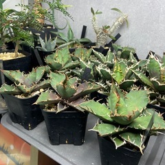 Agave titanota 'Super Caesar'ｱｶﾞﾍﾞ ﾁﾀﾉﾀ ‘ｽｰﾊﾟｰｼｰｻﾞｰ’ “凱撤”の画像