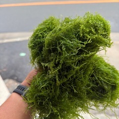 水草　ウィローモスの画像