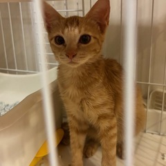 茶トラ　女の子　保護猫