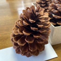 大王松ぼっくり8個の画像