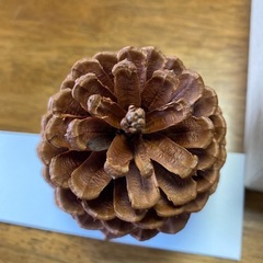 大王松ぼっくり8個の画像