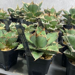 Agave titanota 'Super Caesar'ｱｶﾞﾍﾞ ﾁﾀﾉﾀ ‘ｽｰﾊﾟｰｼｰｻﾞｰ’ “凱撤”の画像