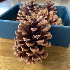 大王松ぼっくり4個の画像