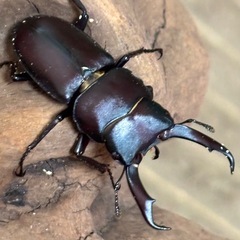 南紀コクワ幼虫6頭の画像