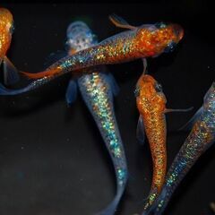 【早い者勝ち】最新世代『月華』オス3・メス2の画像