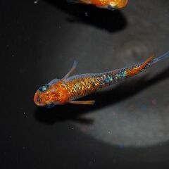 【早い者勝ち】最新世代『月華』オス3・メス2の画像