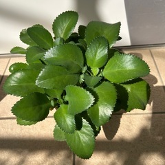 多肉植物　子宝草　大苗　リメ鉢の画像