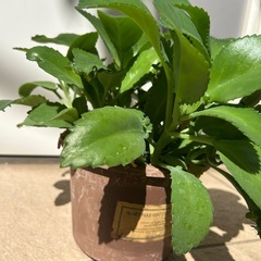 多肉植物　子宝草　大苗　リメ鉢の画像