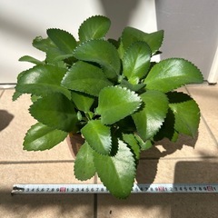 多肉植物　子宝草　大苗　リメ鉢の画像