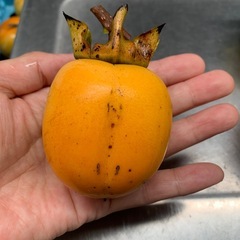 渋柿　西条柿　吊るし柿用　干し柿用 １キロ500円の画像