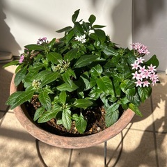花苗　ペンタス　鉢ごとの画像