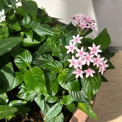 花苗　ペンタス　鉢ごとの画像