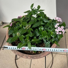 花苗　ペンタス　鉢ごとの画像
