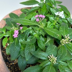花苗　ペンタス　鉢ごとの画像