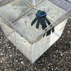 オレンジ系メダカ　13匹水槽付き　1500円の画像