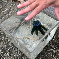 オレンジ系メダカ　13匹水槽付き　1500円の画像